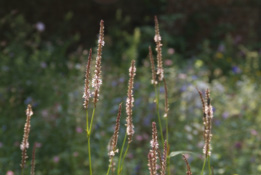 Persicaria amplexicaulis 'Rosea'Duizendknoop bestellen